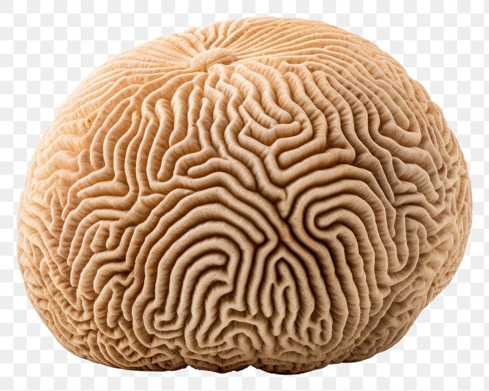 PNG  Grooved Brain Coral brain white background invertebrate. AI generated Image by rawpixel.