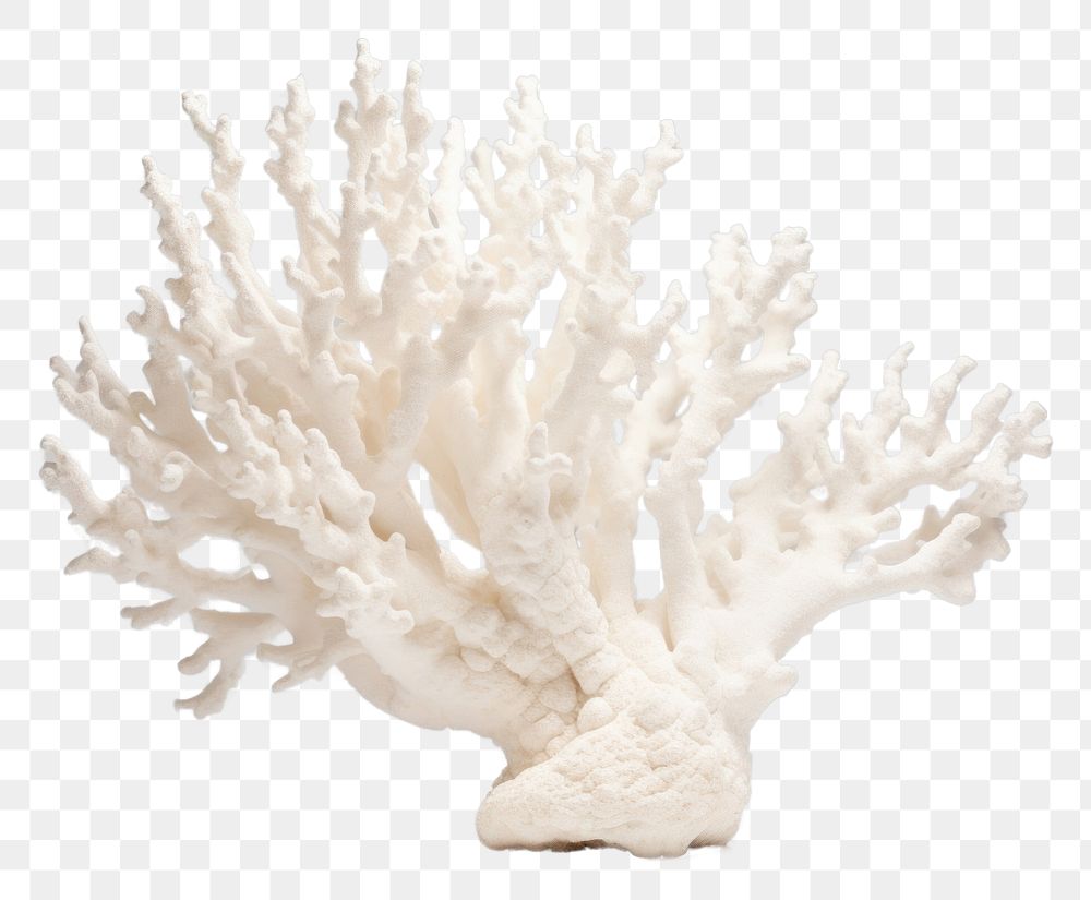 PNG  White coral nature sea underwater. AI generated Image by rawpixel.