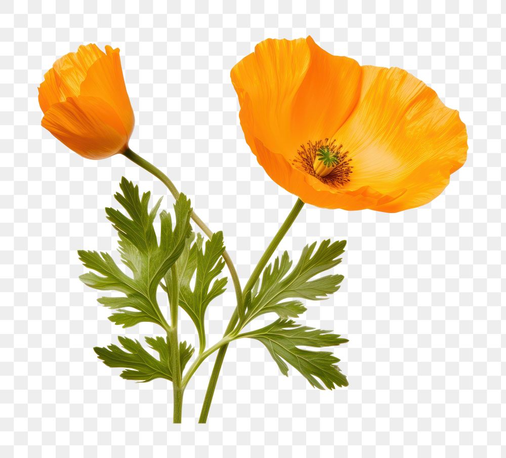 PNG California Poppy poppy flower plant. AI generated Image by rawpixel.