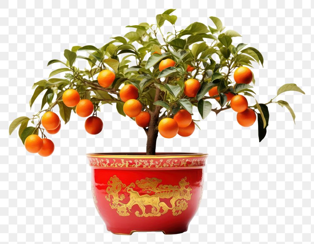 PNG  Kumquat Tree plant tree grapefruit. AI generated Image by rawpixel.