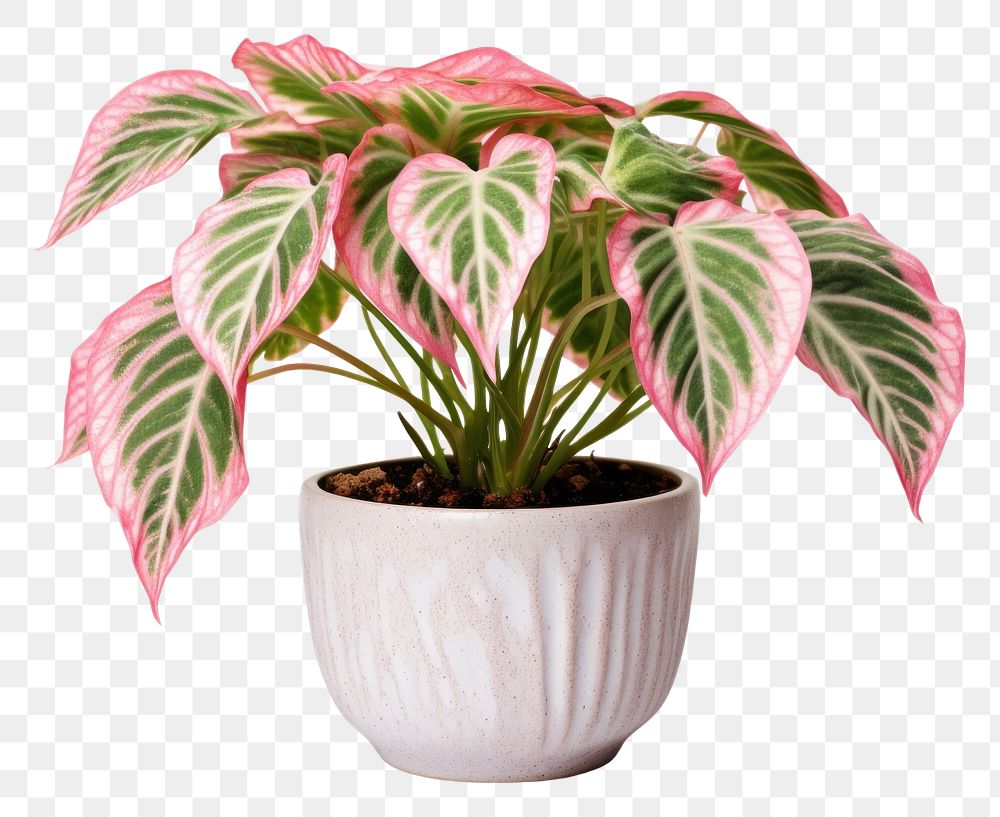 PNG Plant flower leaf pink. AI generated Image by rawpixel.