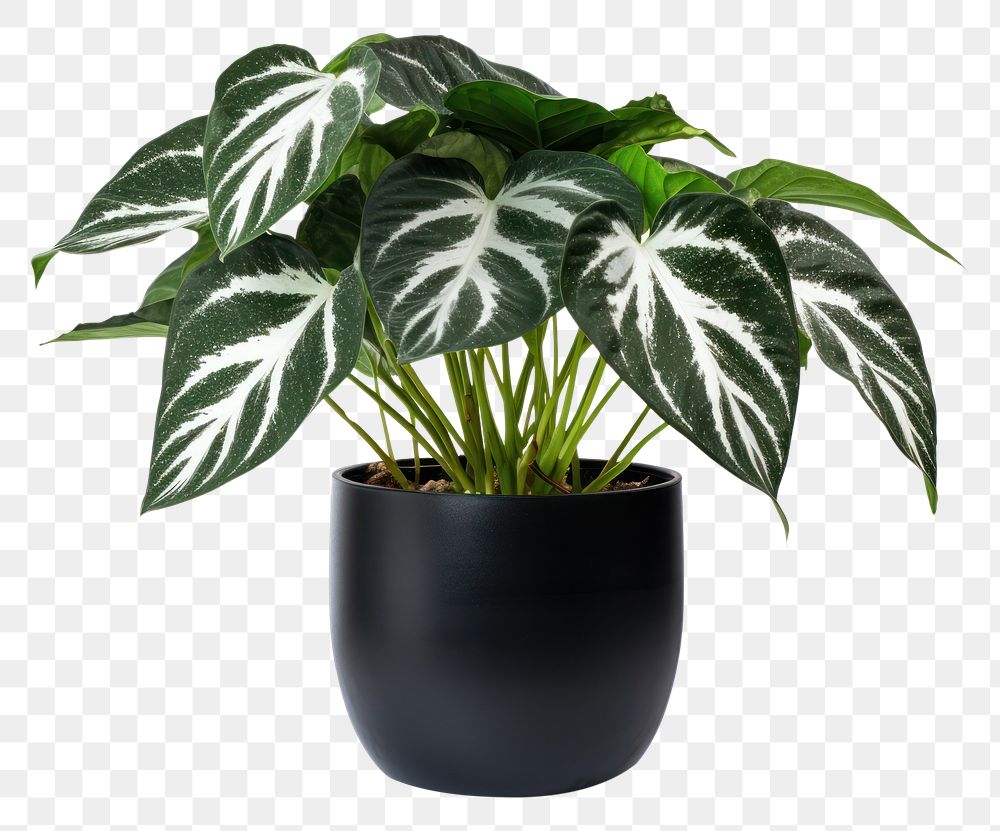 PNG PNG  Plant leaf houseplant freshness. AI generated Image by rawpixel.