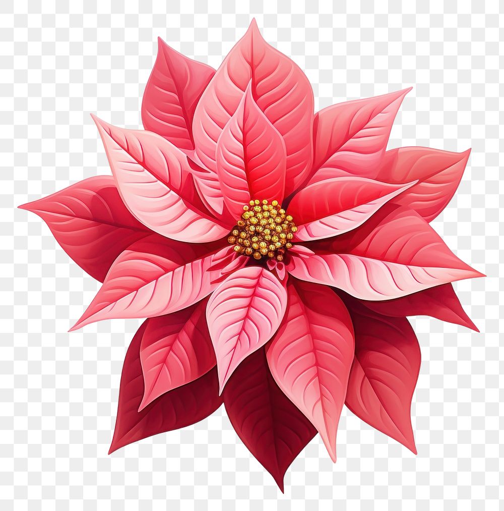 PNG Red Poinsettia flower petal plant. AI generated Image by rawpixel.