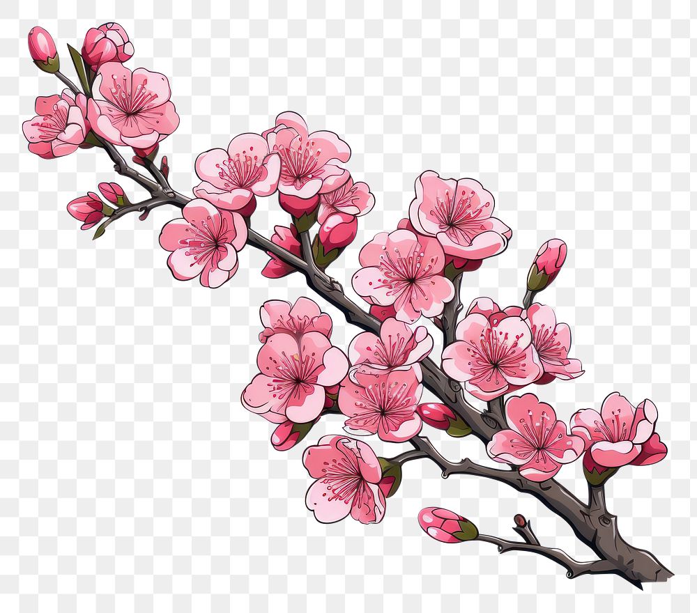 PNG Cherry blossom flower plant white background. AI generated Image by rawpixel.