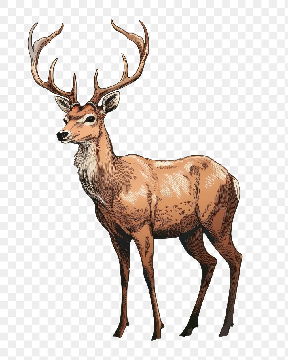 PNG Deer wildlife animal mammal. AI generated Image by rawpixel.