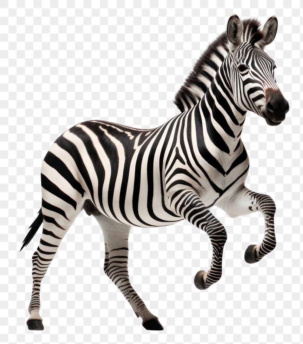 Wildlife animal mammal zebra. AI generated Image by rawpixel.