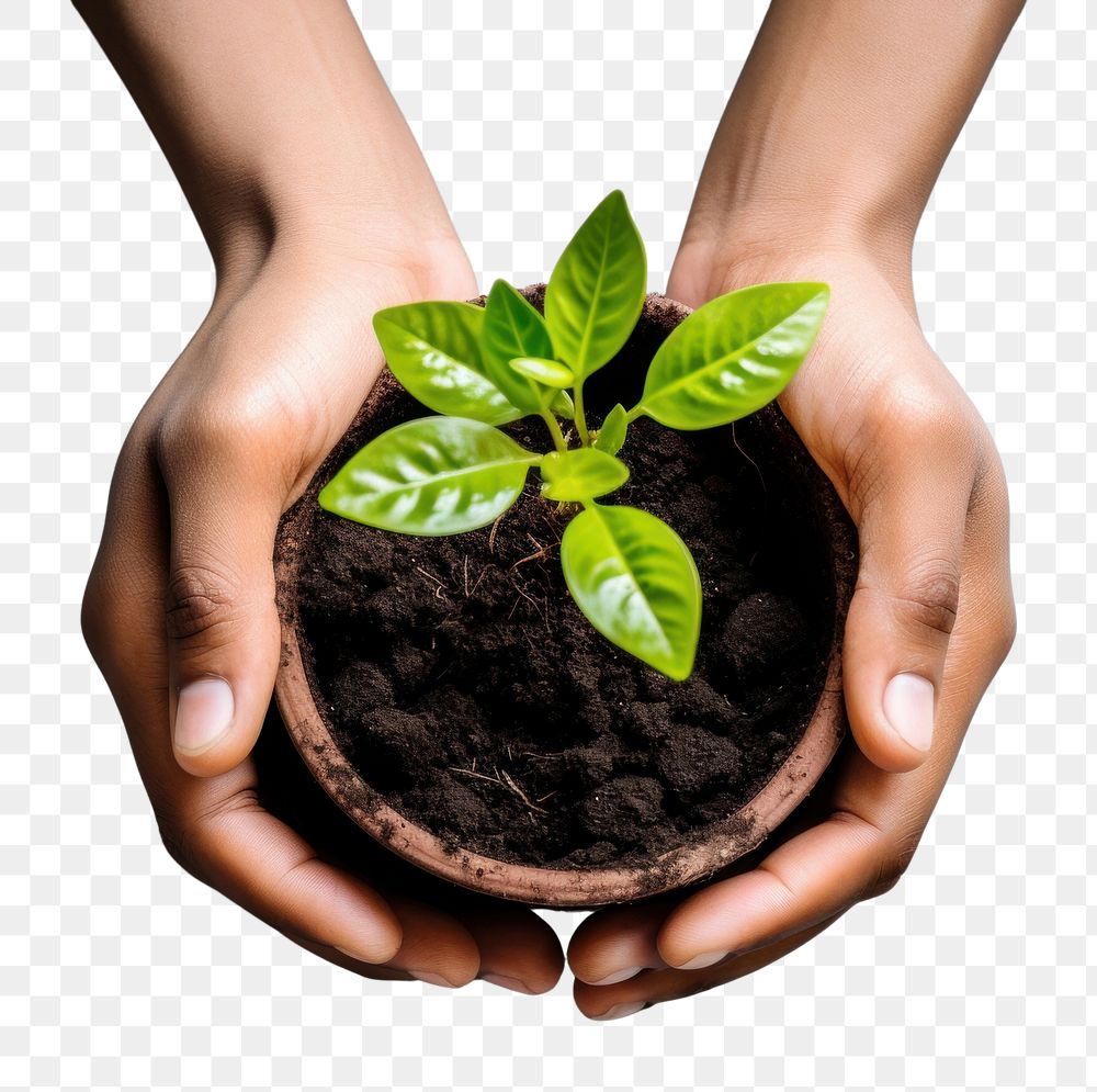 PNG Hand planting a plant pot gardening leaf soil. AI generated Image by rawpixel.