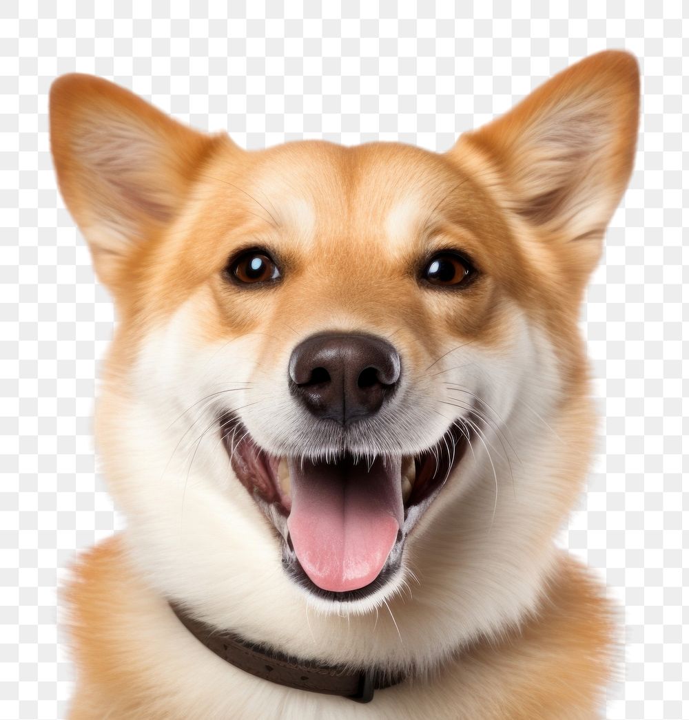 PNG  Dog smile mammal animal snout. AI generated Image by rawpixel.