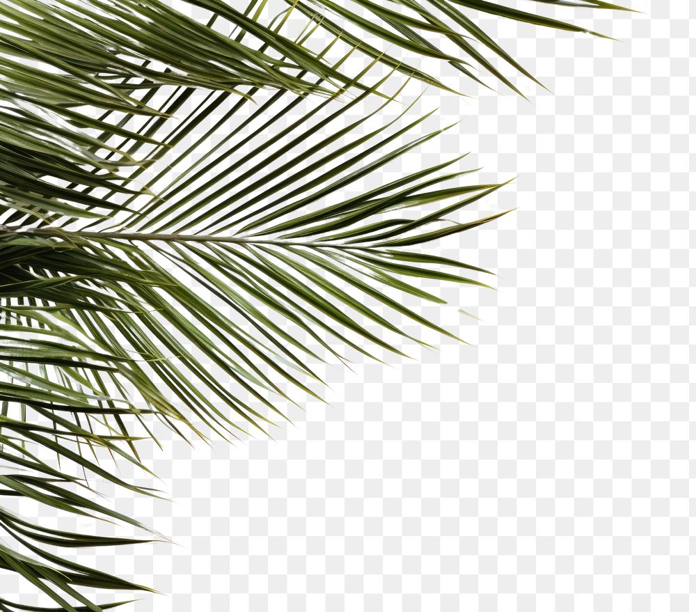 PNG  Coconut palm leaves on left corner backgrounds sunlight outdoors. AI generated Image by rawpixel.