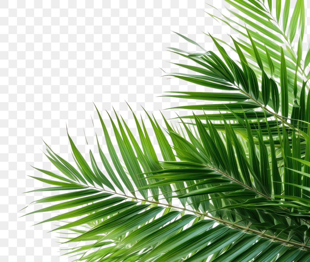 PNG  Coconut palm leaves on left corner backgrounds outdoors nature AI generated Image by rawpixel