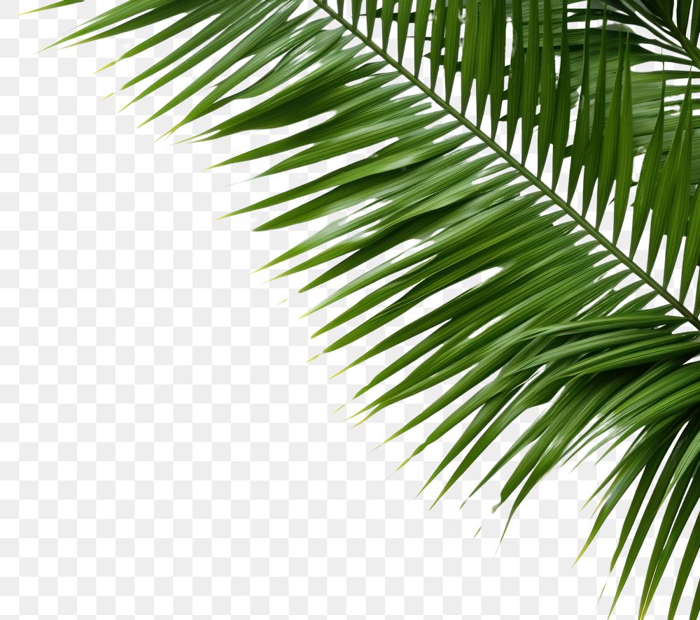 PNG  Coconut palm leaves on left corner backgrounds outdoors nature. AI generated Image by rawpixel.