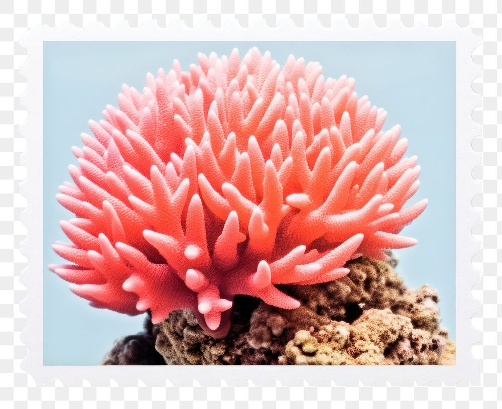 PNG Coral nature flower postage stamp. AI generated Image by rawpixel.