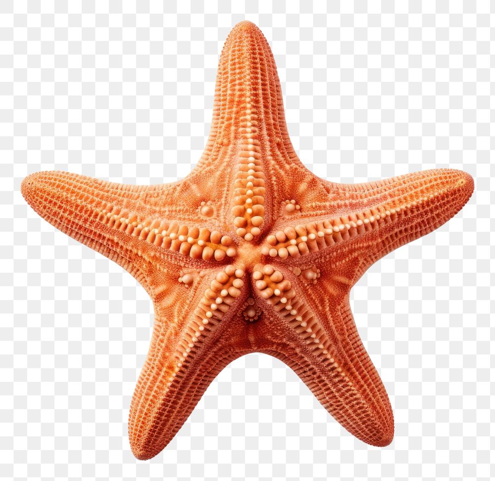 PNG A single starfish white background invertebrate echinoderm. AI generated Image by rawpixel.