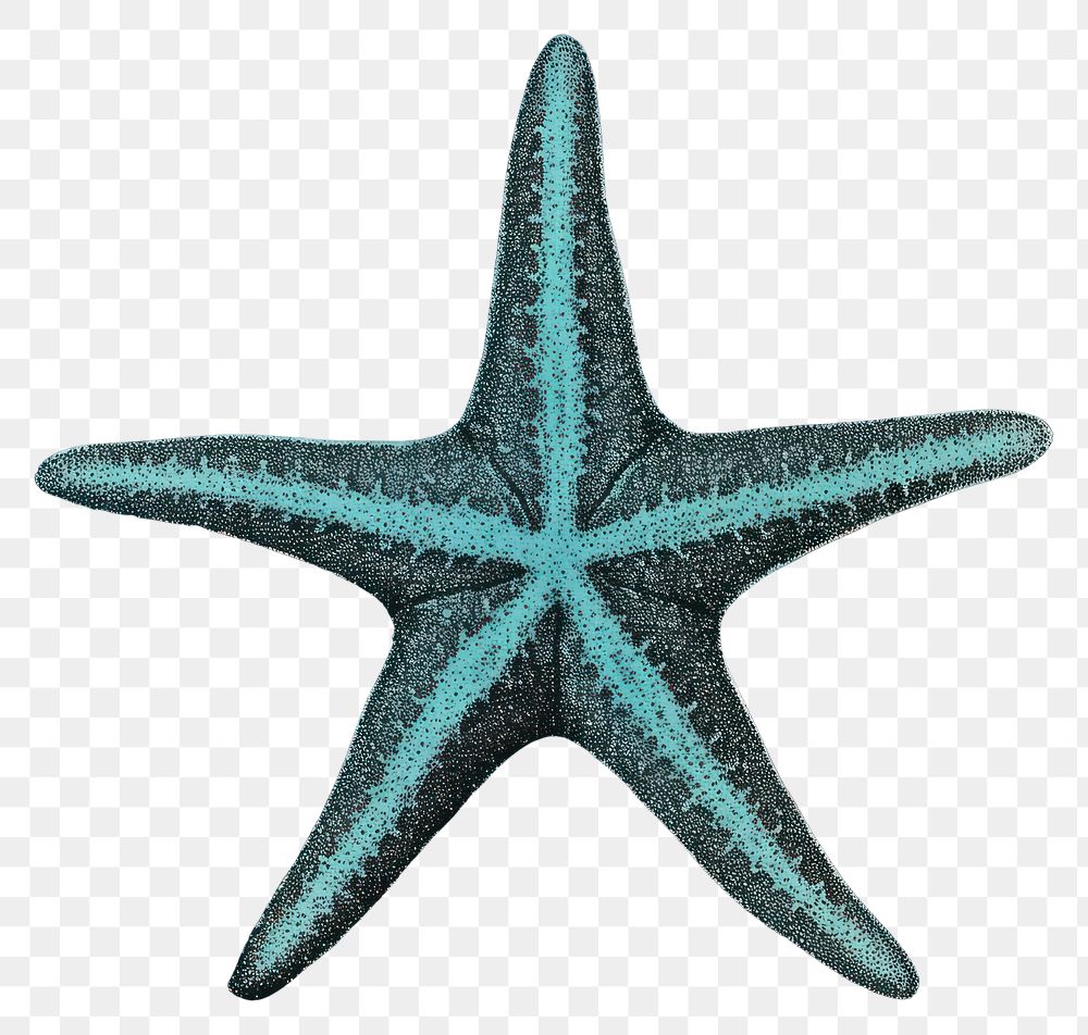 PNG Starfish invertebrate underwater echinoderm. AI generated Image by rawpixel.