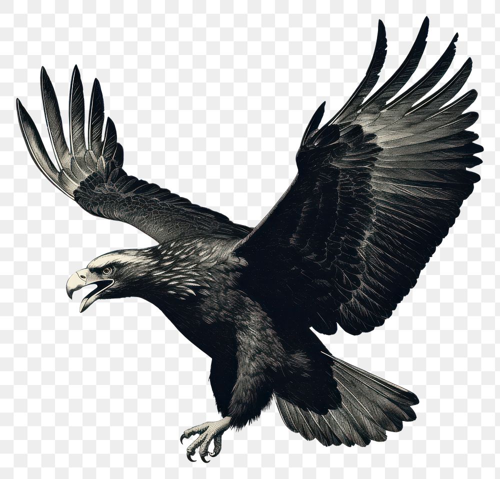 PNG Vulture animal flying black. AI generated Image by rawpixel.