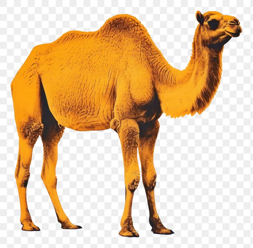 PNG Camel animal mammal wildlife. AI generated Image by rawpixel.