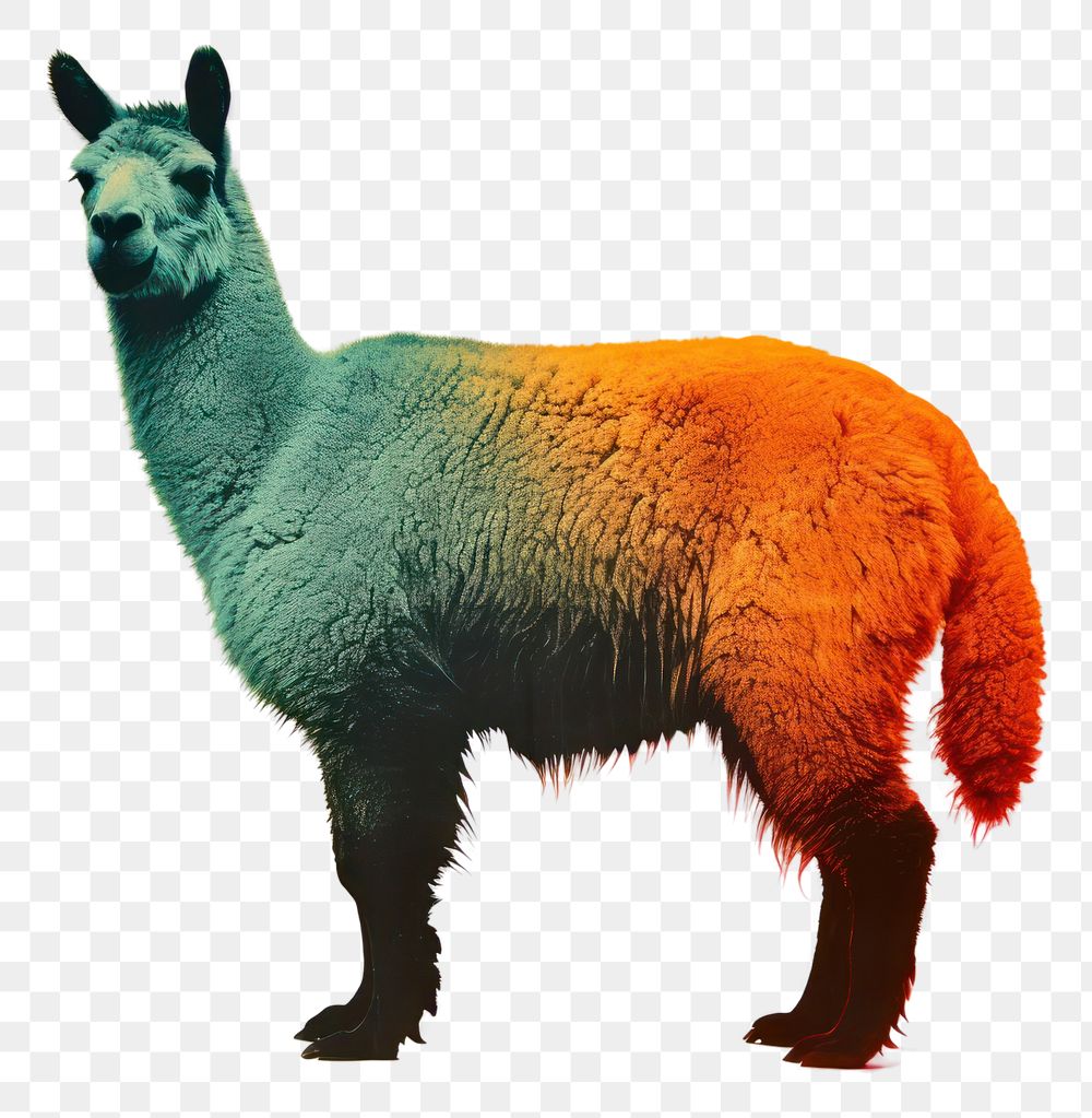 PNG Alpaca animal mammal llama. AI generated Image by rawpixel.