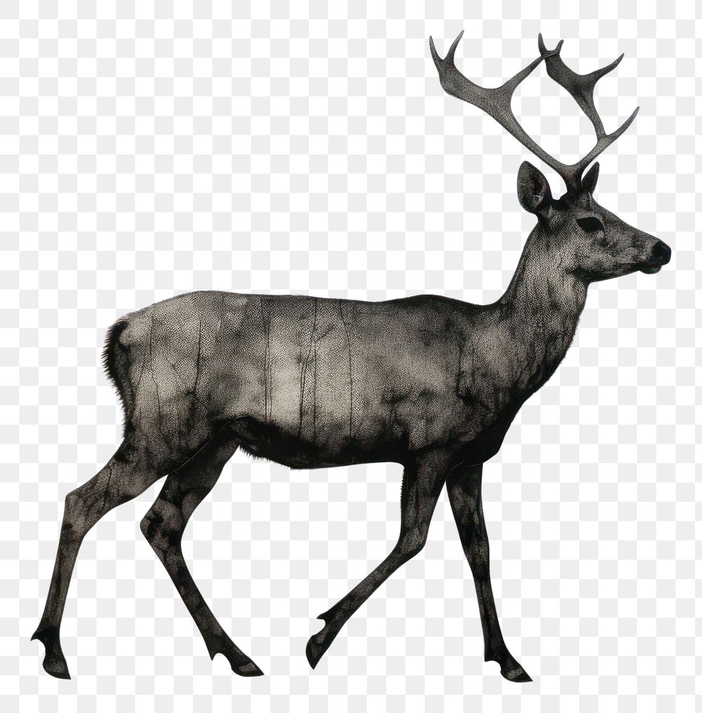 PNG A running deer wildlife animal mammal. AI generated Image by rawpixel.