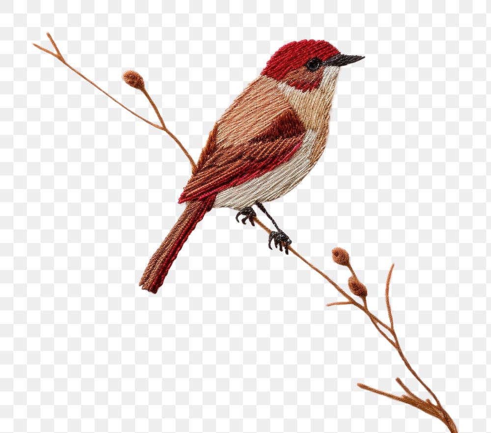 PNG Bird animal beak wildlife. AI generated Image by rawpixel.