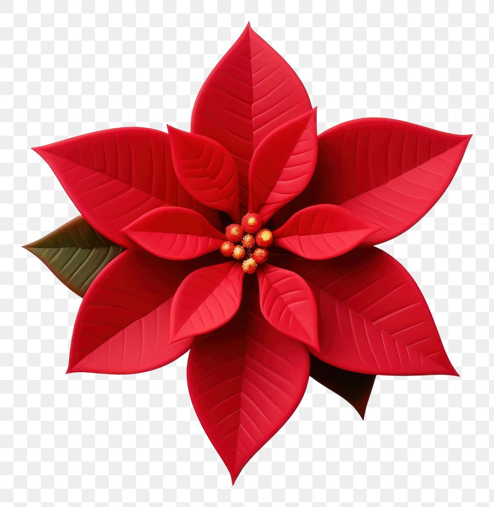 PNG Poinsettia flower plant leaf AI generated Image by rawpixel