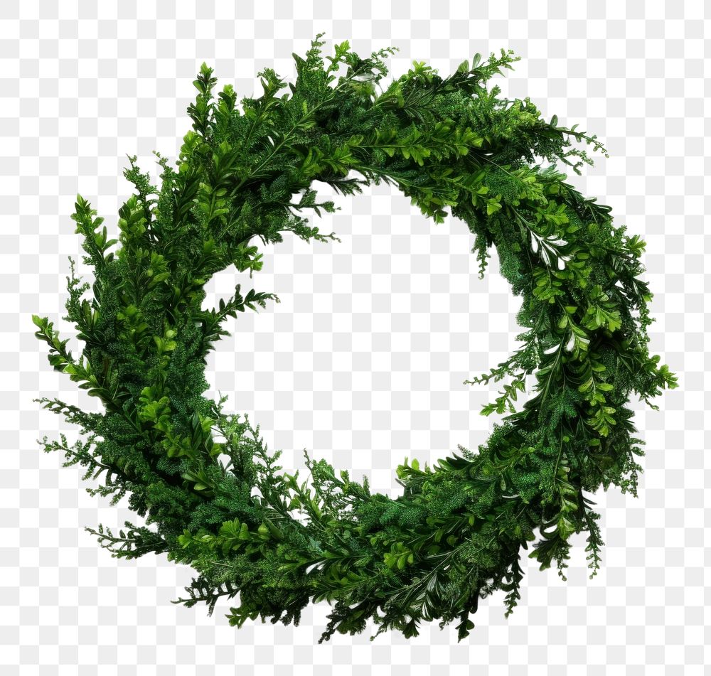 PNG  Christmas green wreath plant leaf white background AI generated Image by rawpixel