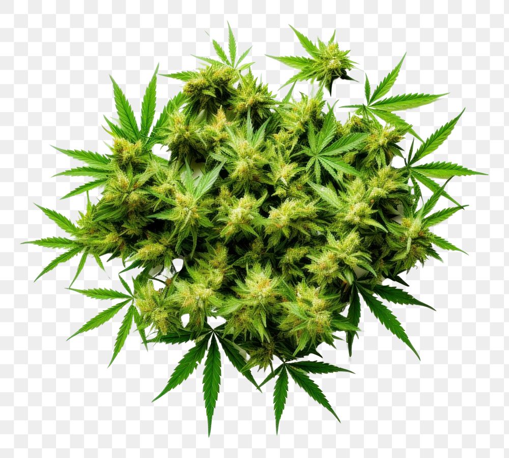 PNG  Marijuana plant herbs leaf. AI generated Image by rawpixel.