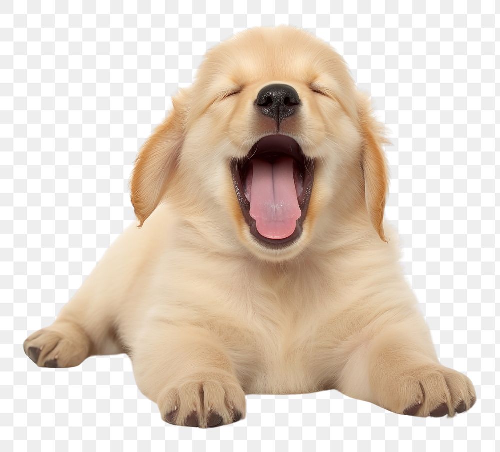 Yawning Golden Retriever puppy retriever mammal animal. AI generated Image by rawpixel.