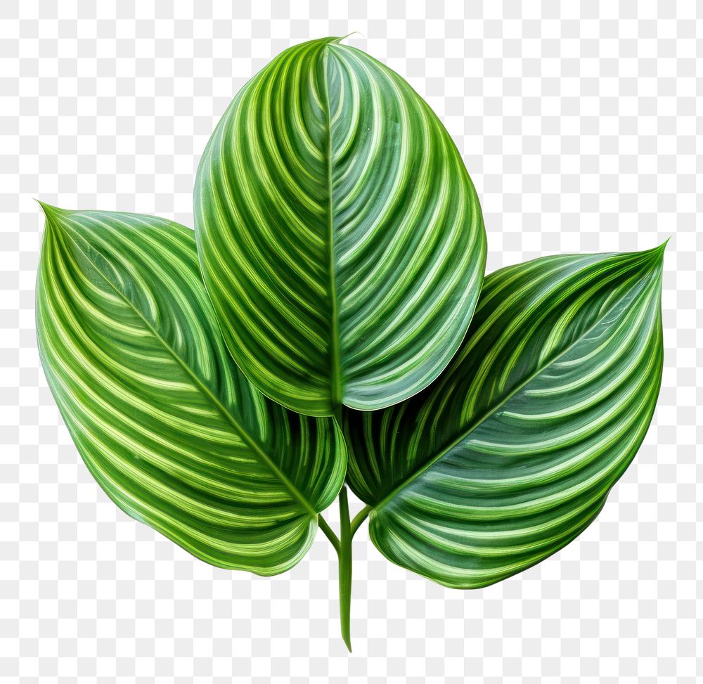 PNG Leaf plant white background annonaceae. AI generated Image by rawpixel.