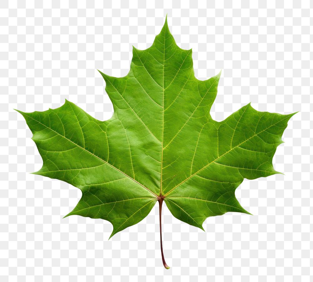 PNG Leaf maple plant tree. AI generated Image by rawpixel.