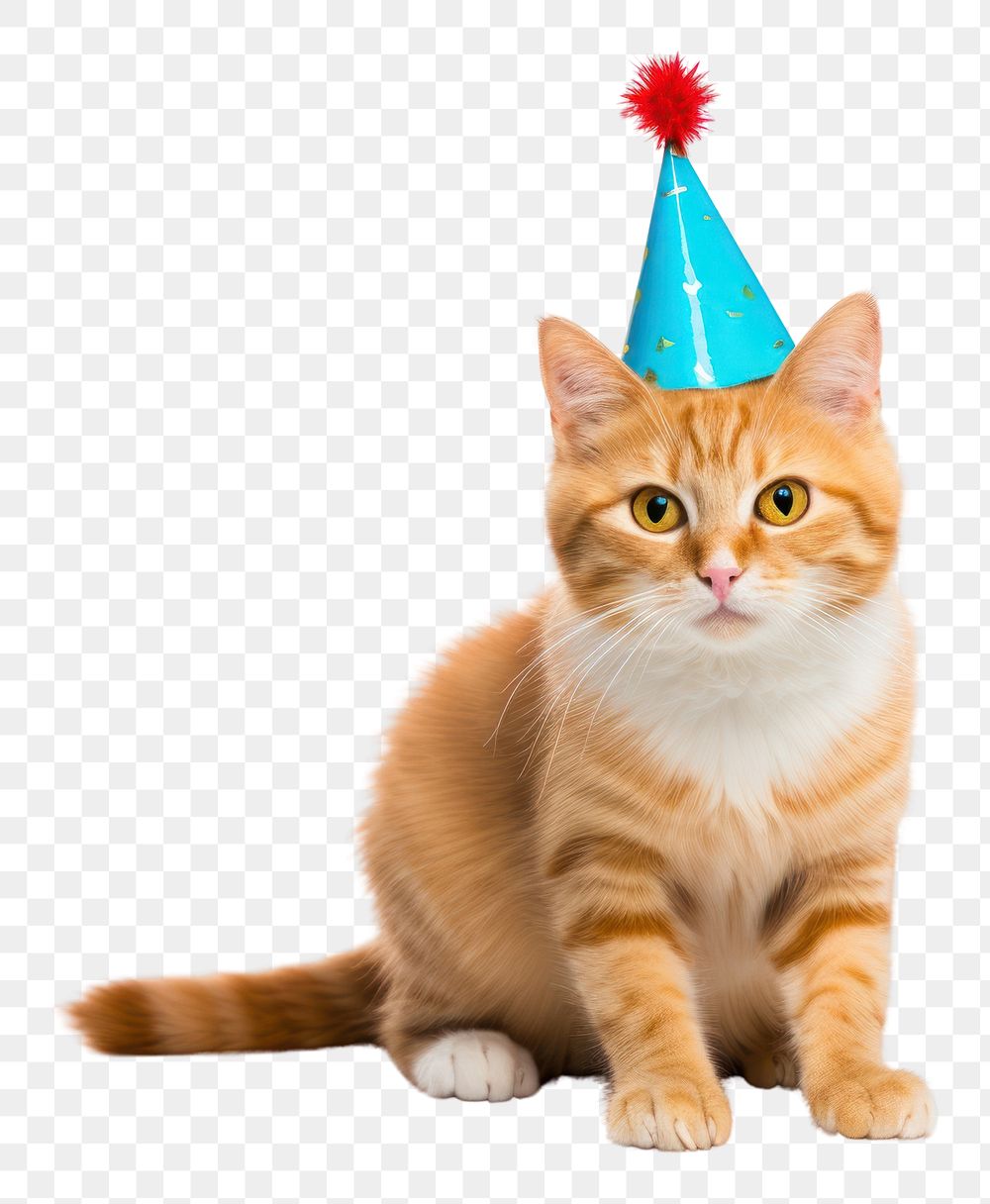 PNG Cat party hat mammal animal. AI generated Image by rawpixel.