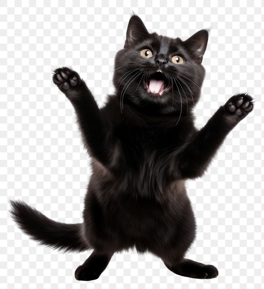 PNG Happy smiling dancing black cat mammal animal pet. AI generated Image by rawpixel.
