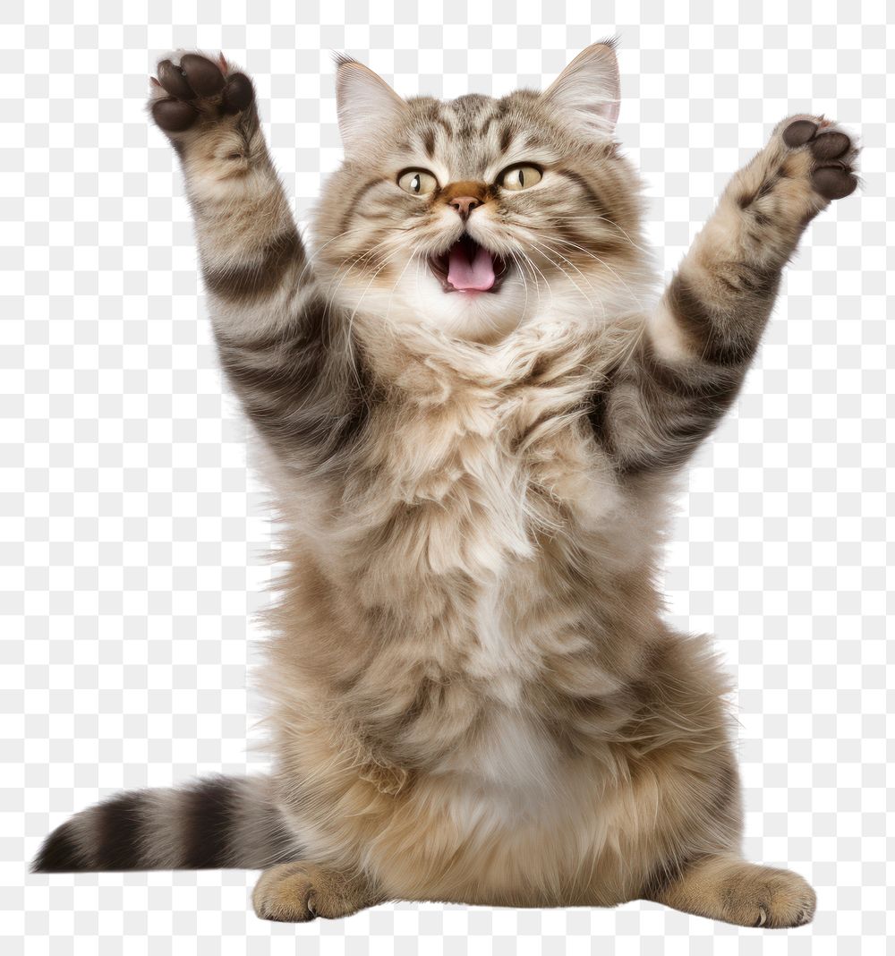 PNG Happy smiling dancing cat mammal animal kitten. AI generated Image by rawpixel.