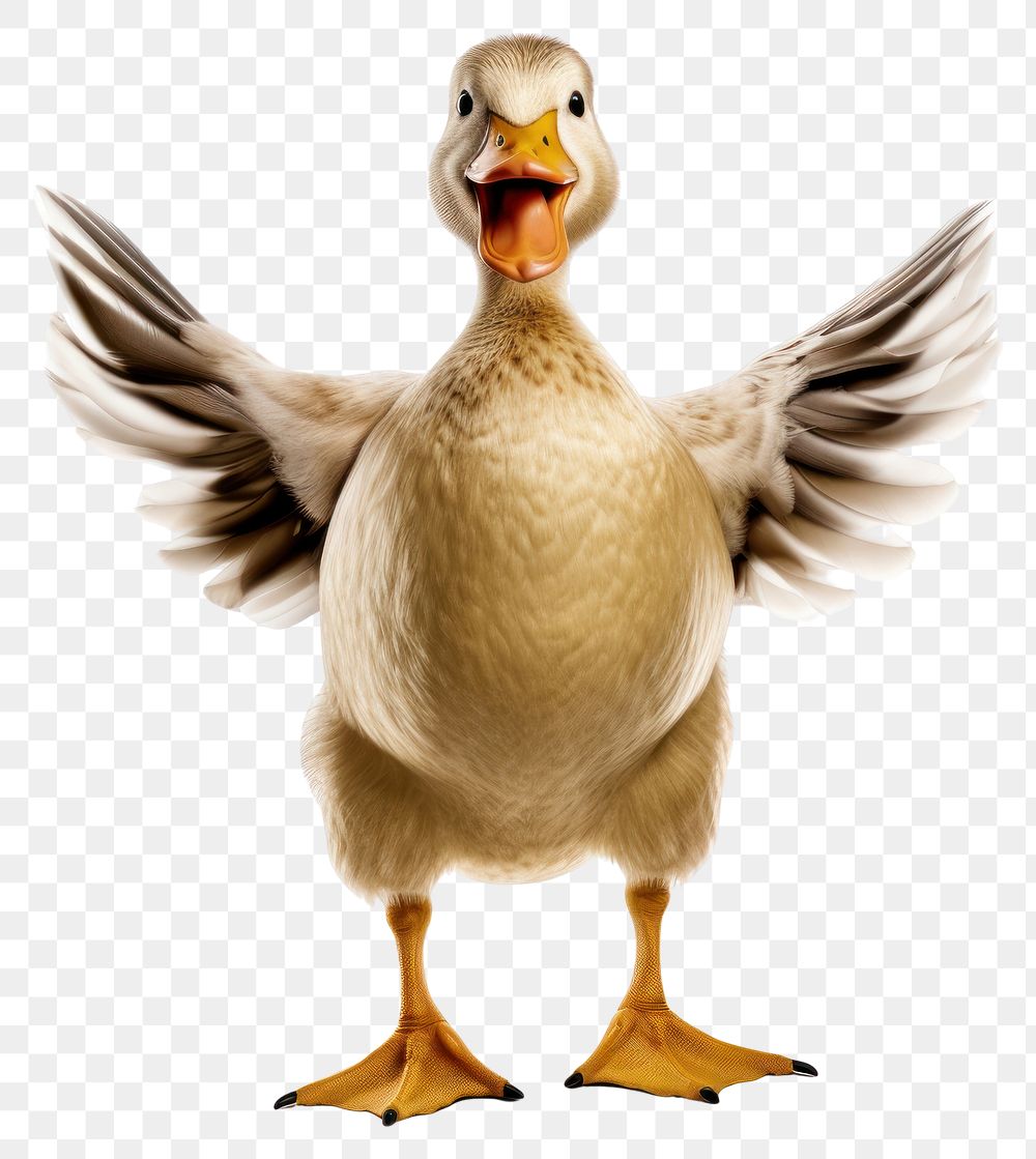 PNG Happy smiling dancing duck animal goose bird. AI generated Image by rawpixel.