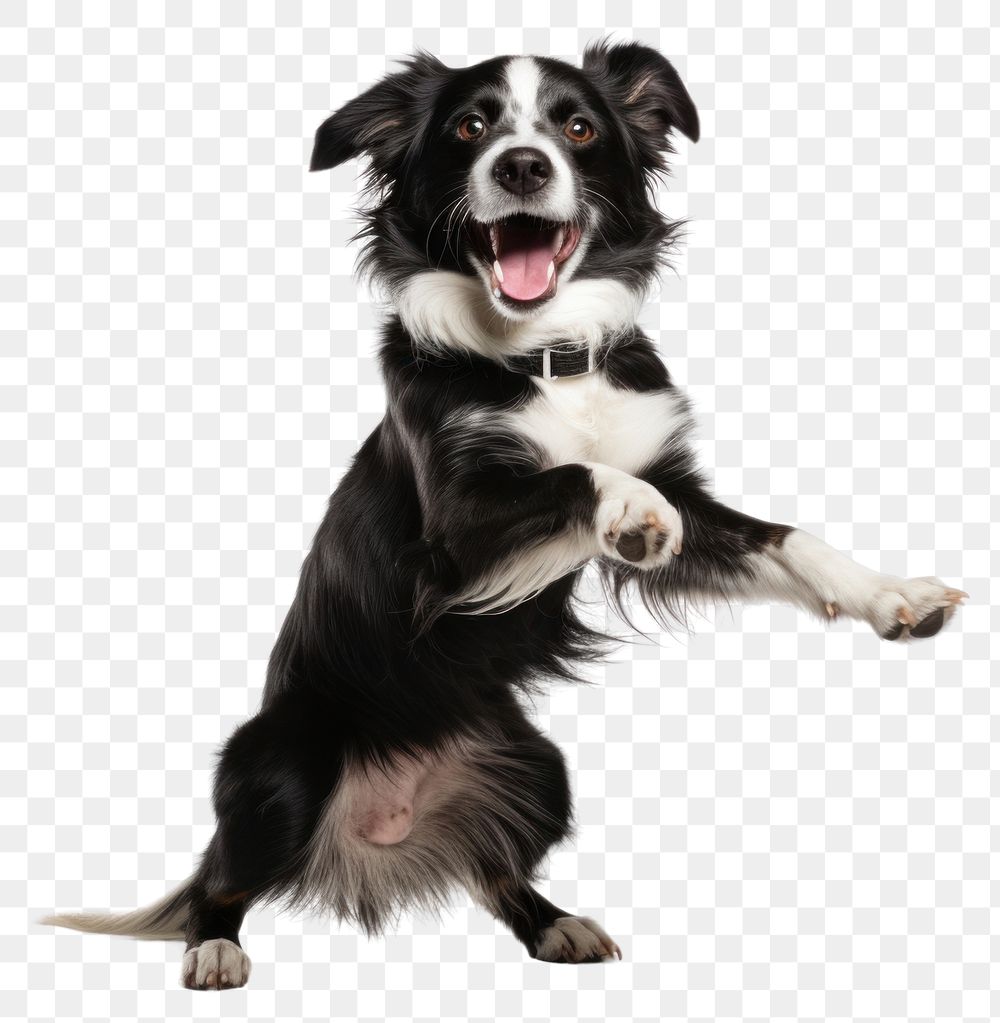 PNG Happy smiling dancing dog mammal animal pet. AI generated Image by rawpixel.