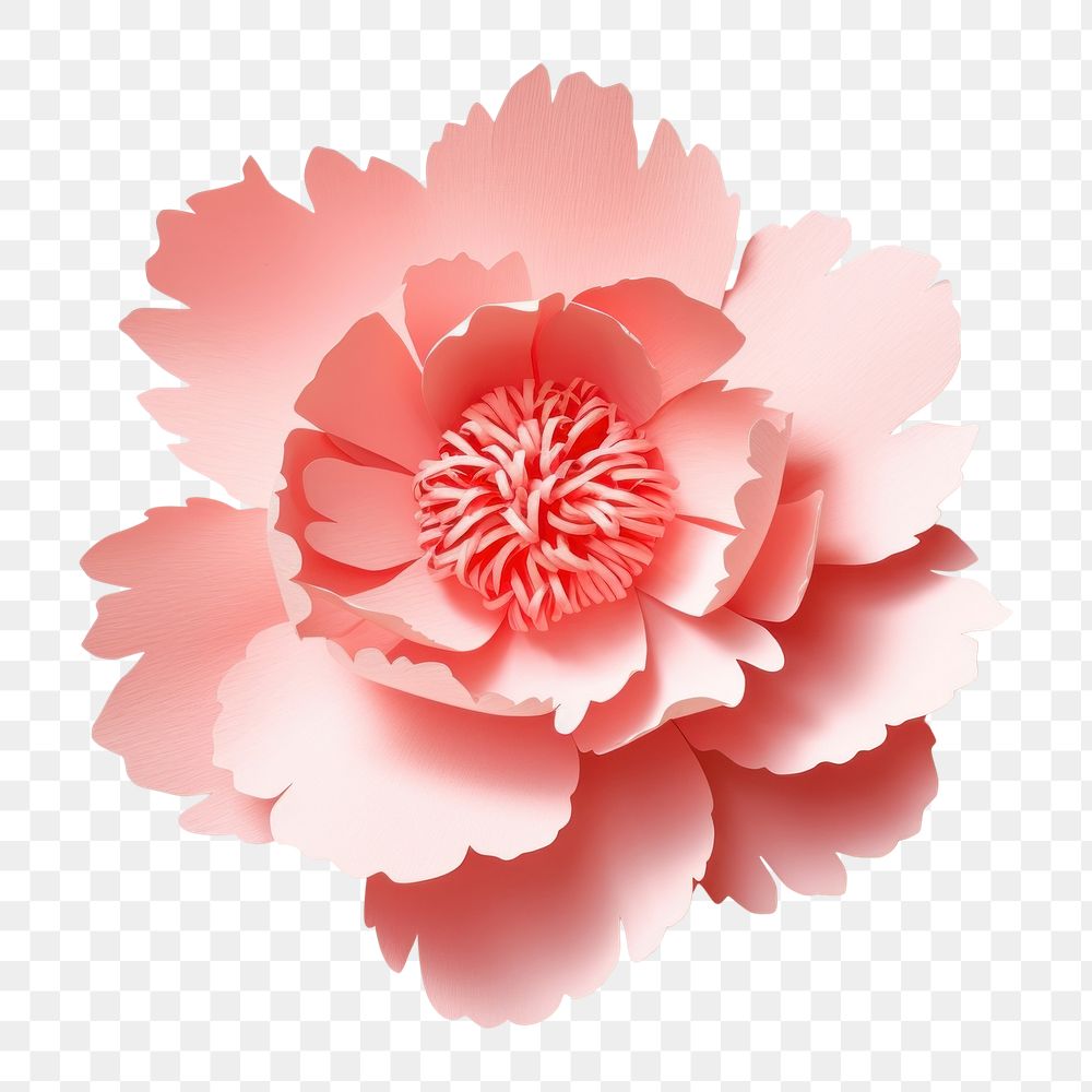 PNG Peonie flower petal plant. AI generated Image by rawpixel.