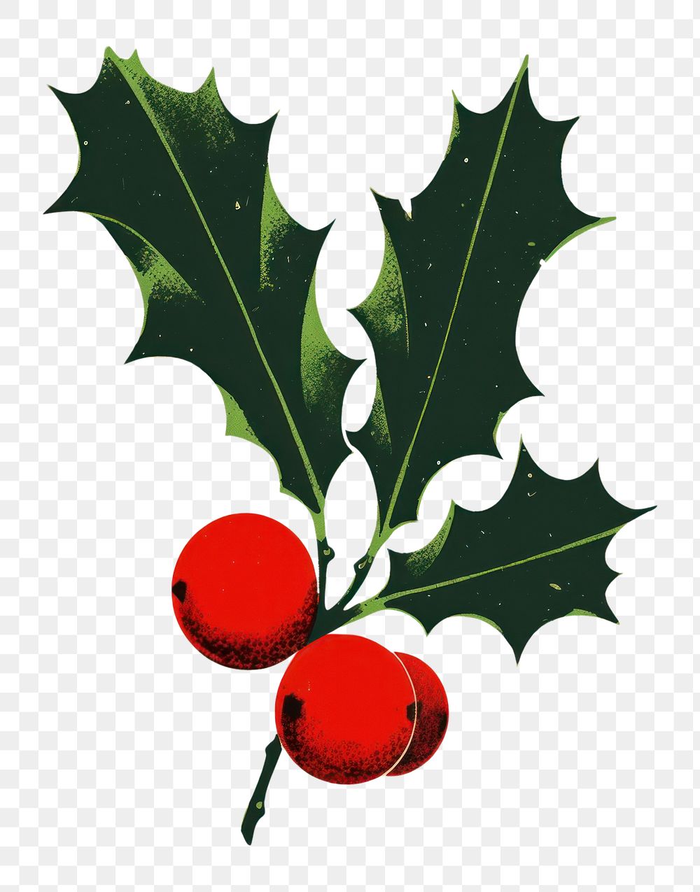 PNG Christmas holly plant leaf tree