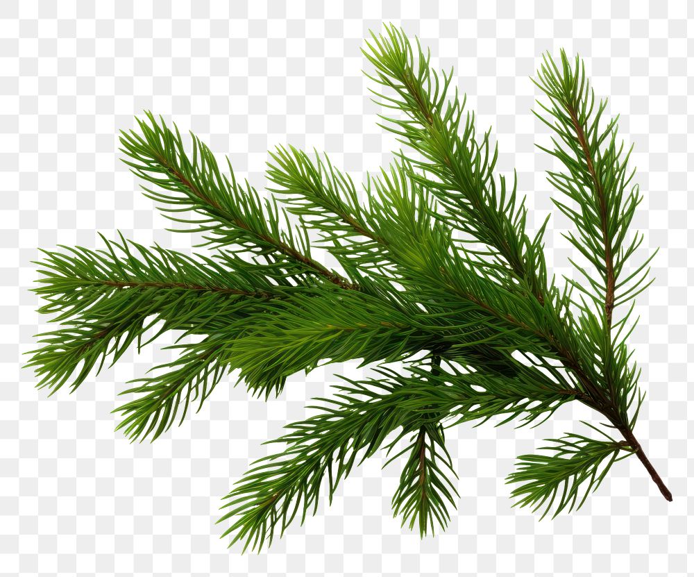 PNG  A mini little pine branch backgrounds spruce plant