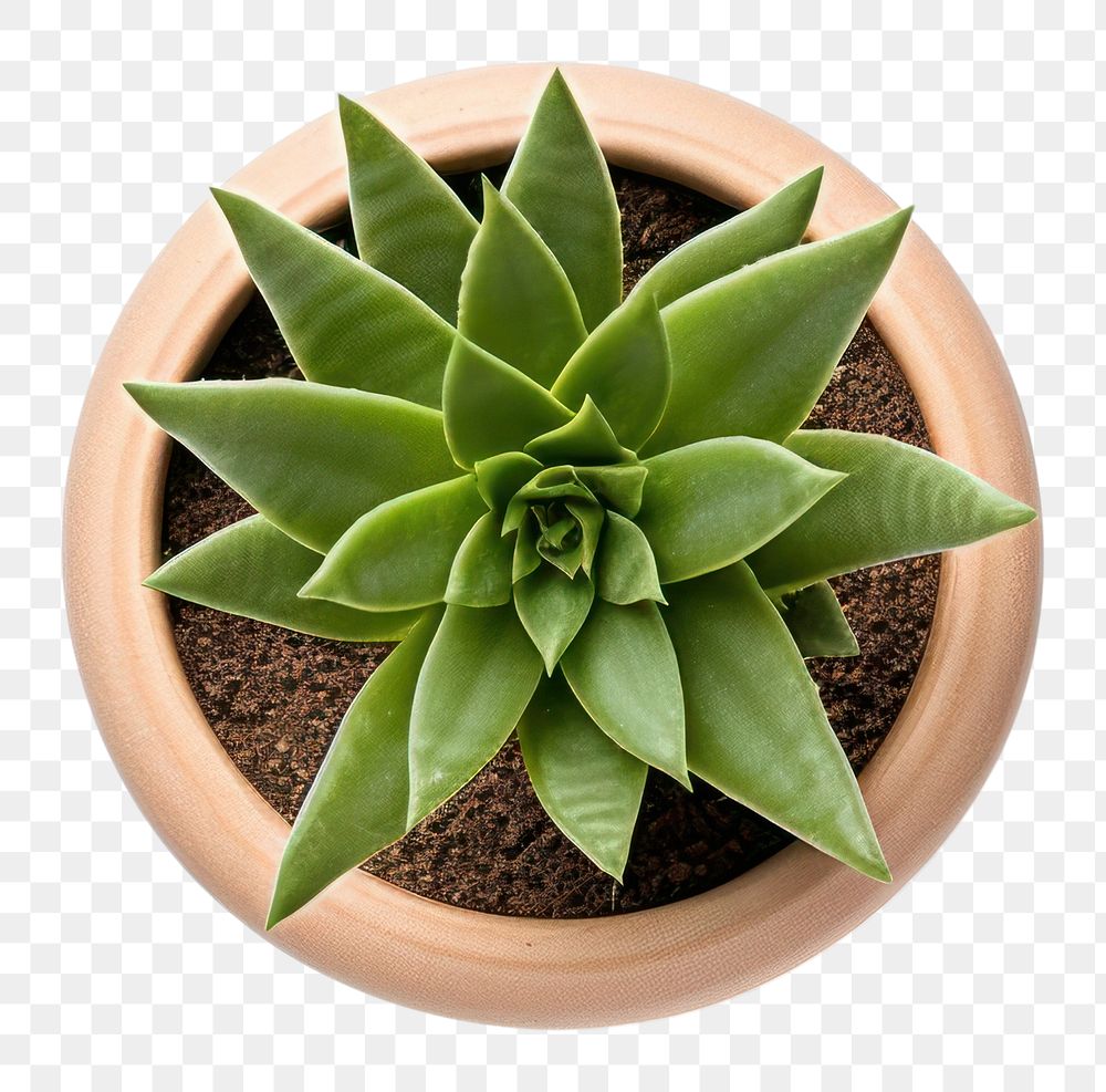 PNG  Plant aloe leaf houseplant. AI generated Image by rawpixel.