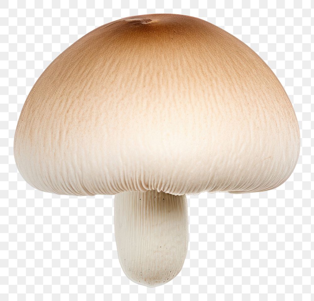 PNG  A mushroom fungus white background agaricaceae. AI generated Image by rawpixel.