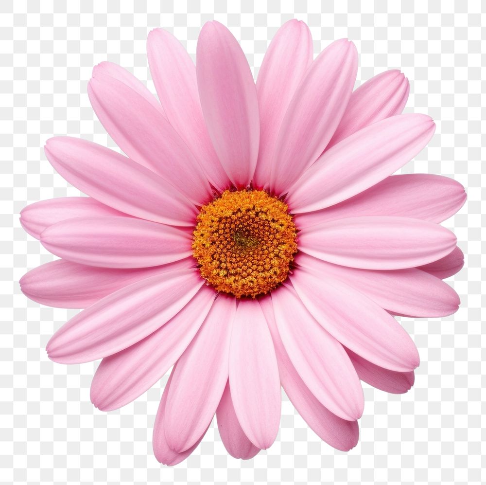 PNG  A pink mini daisy flower petal plant white. AI generated Image by rawpixel.