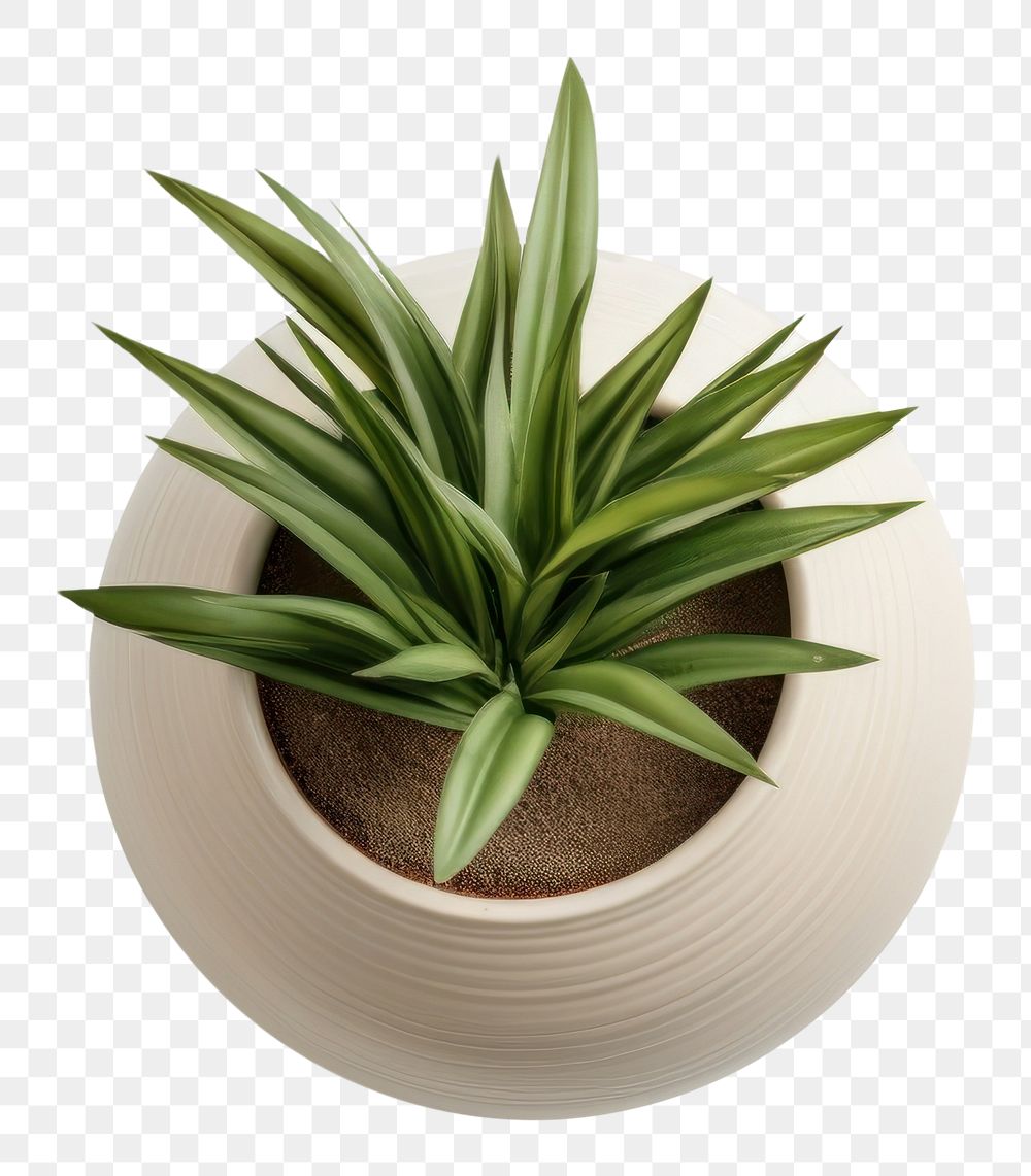 PNG  A pot plant leaf white background