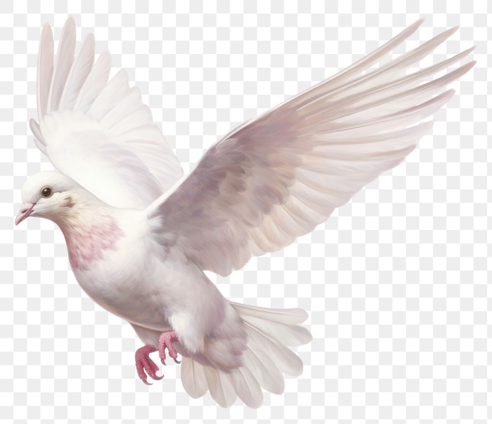 PNG  Peace dove animal pigeon white