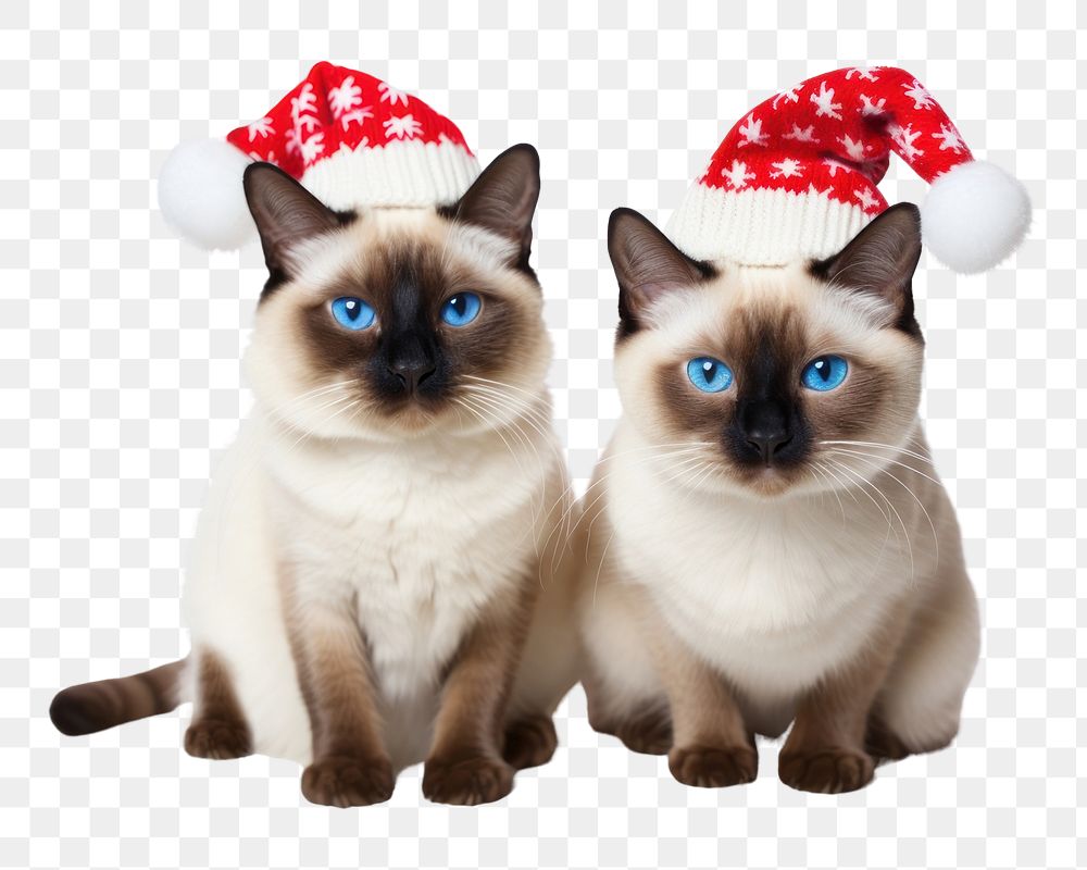 PNG Christmas siamese mammal animal. AI generated Image by rawpixel.