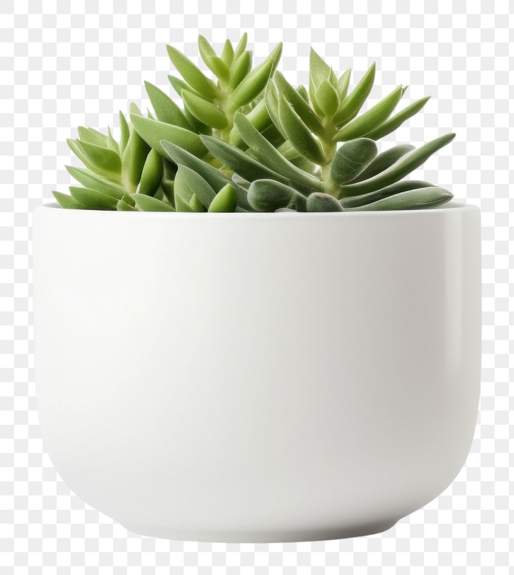 PNG  Plant pot vase bowl aloe. AI generated Image by rawpixel.