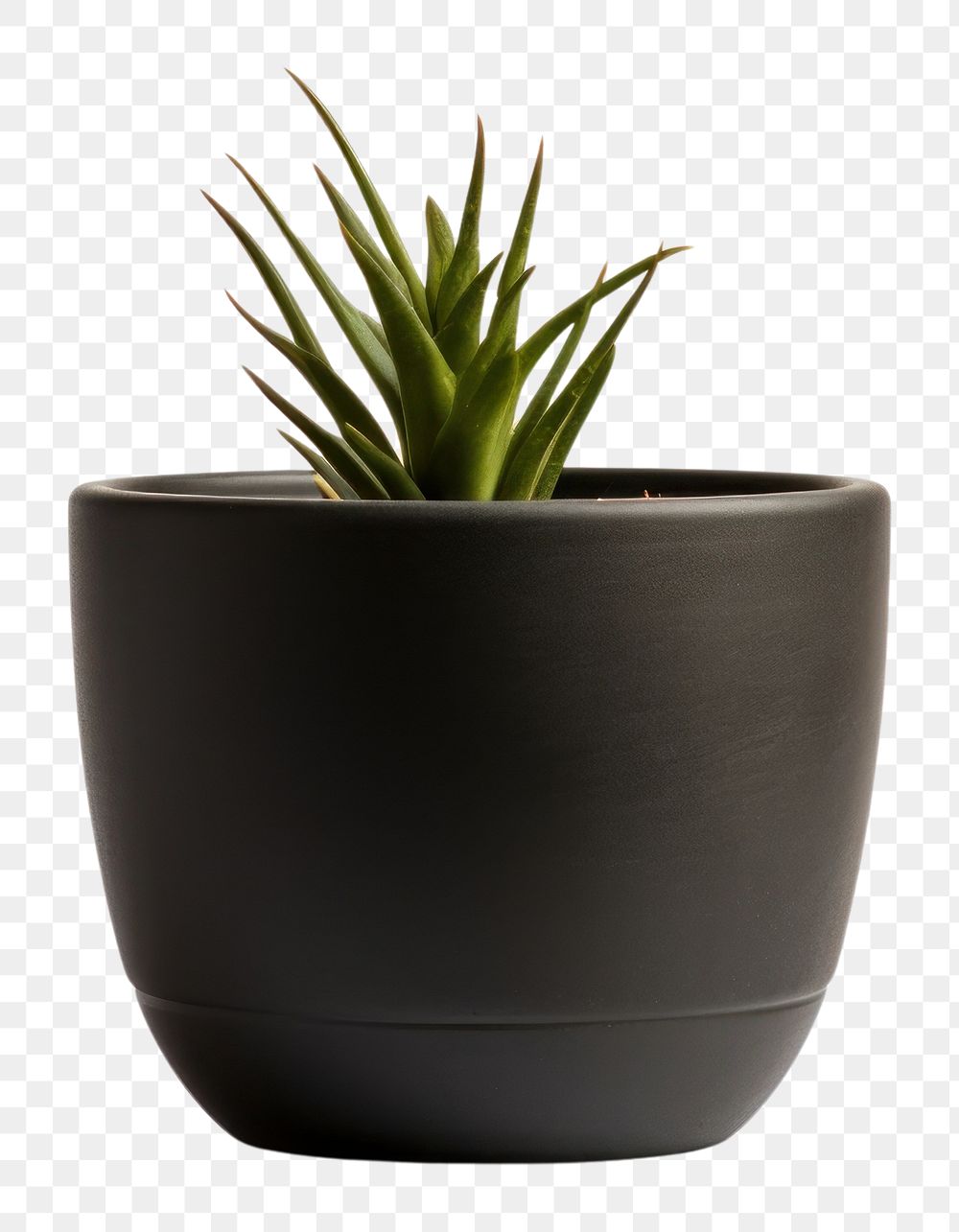 PNG  Plant pot black vase white background. AI generated Image by rawpixel.