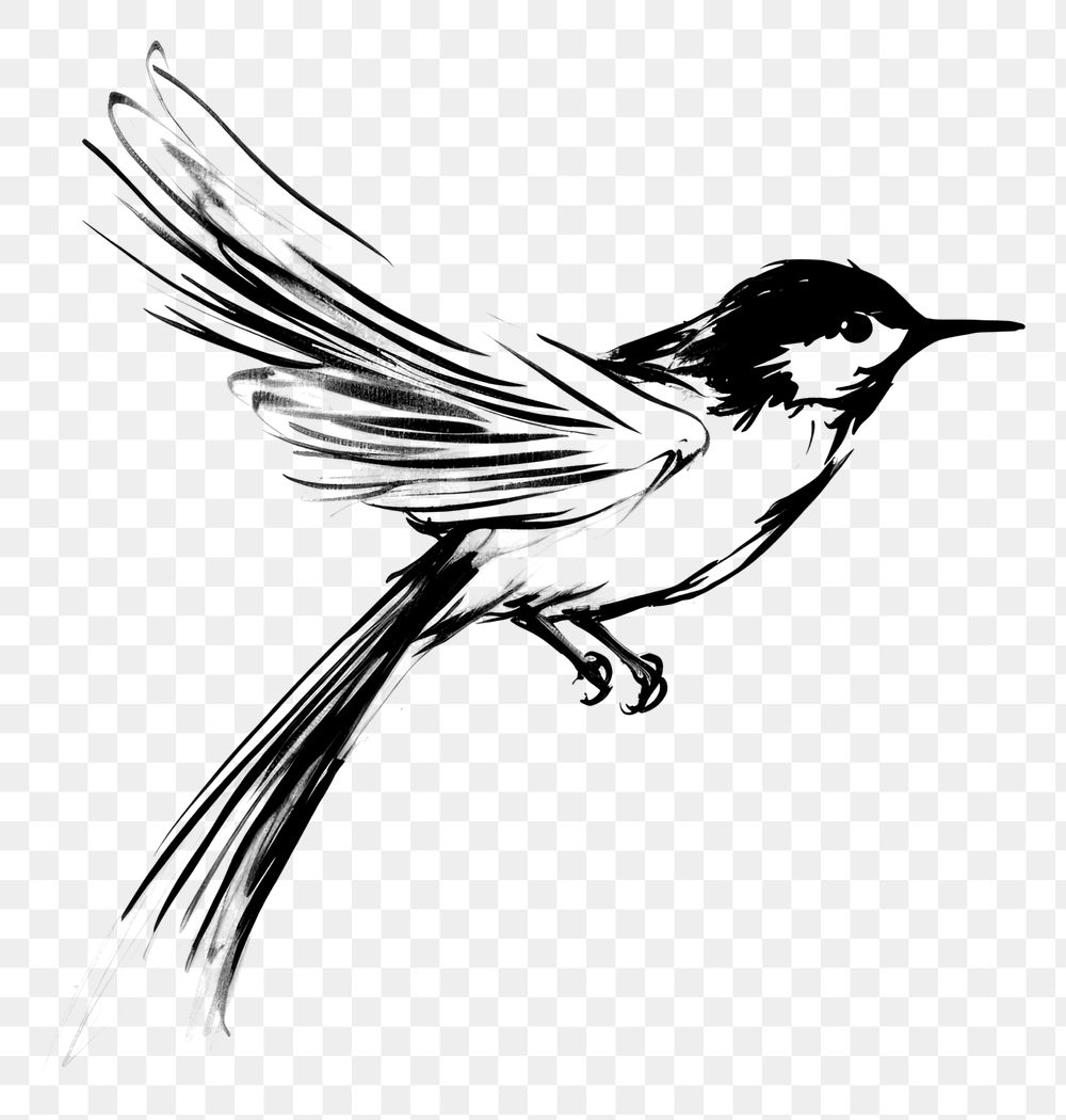 PNG Bird drawing animal sketch