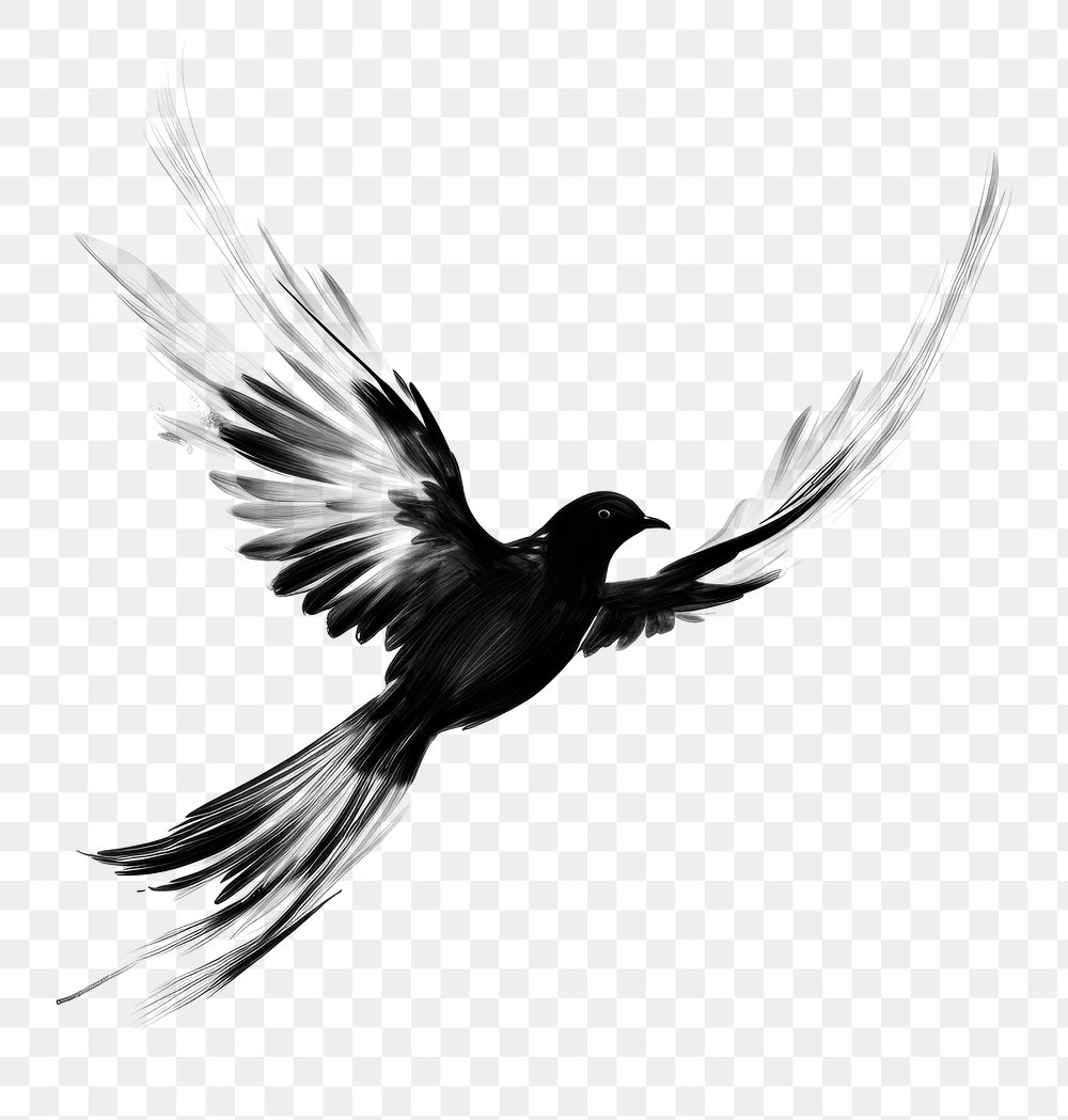 PNG Dove bird animal flying black