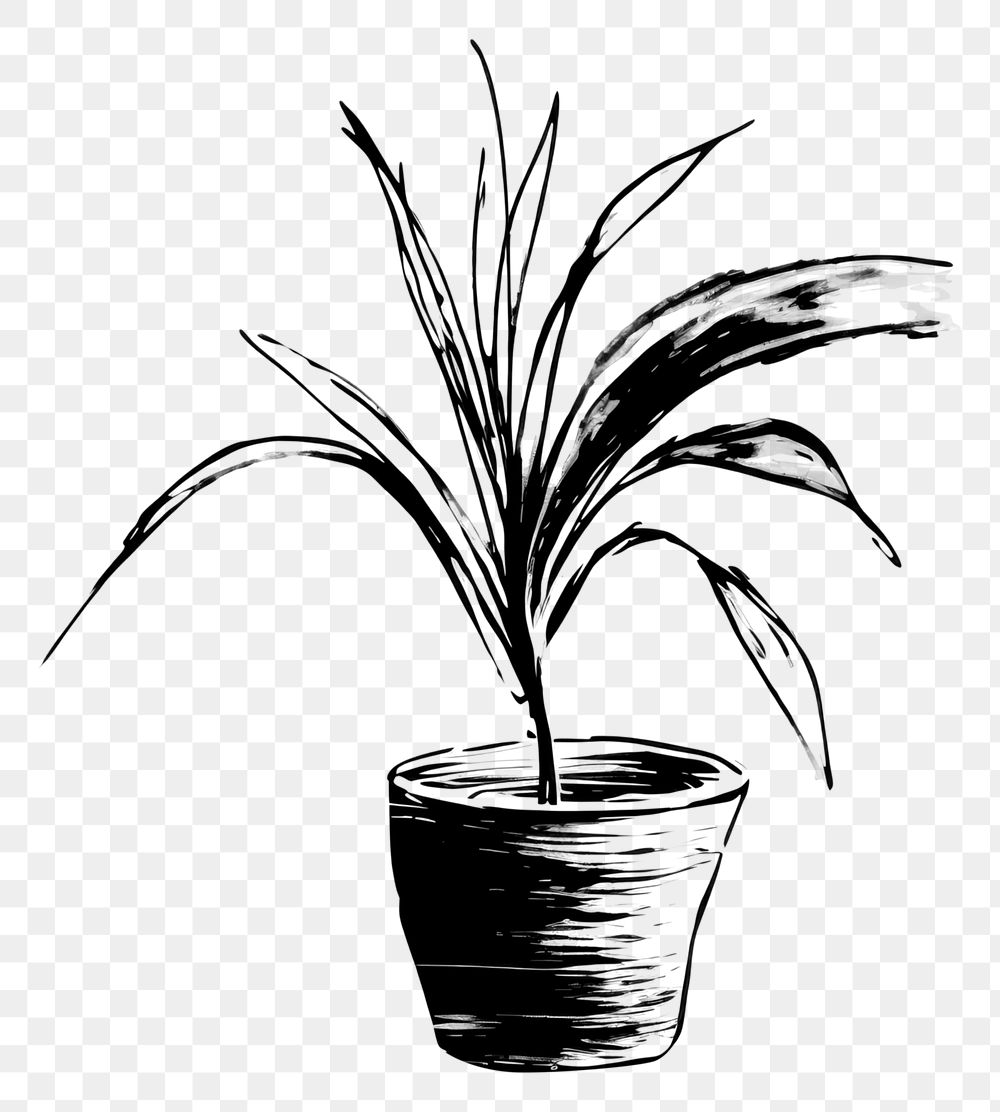 PNG Houseplant drawing sketch black. AI generated Image by rawpixel.