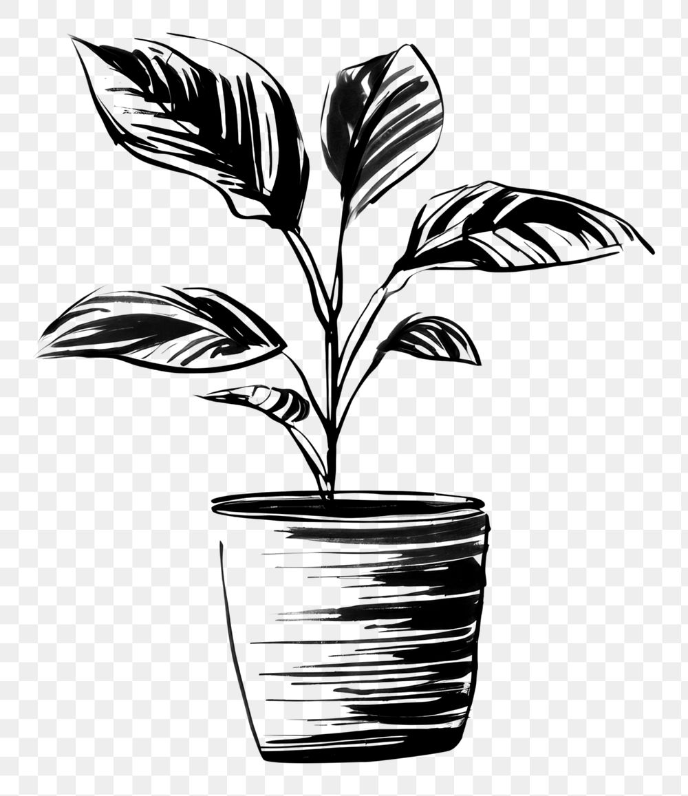 PNG Houseplant drawing sketch line. AI generated Image by rawpixel.