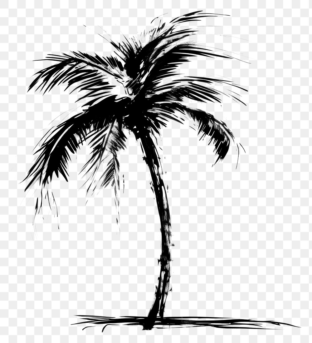 PNG Palm tree drawing sketch plant. AI generated Image by rawpixel.